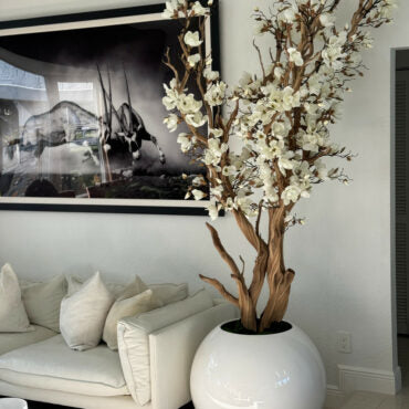 White magnolia tree in 30 glossy white globe planter