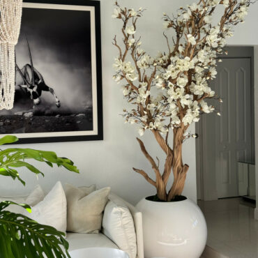White magnolia tree in 30 glossy white globe planter
