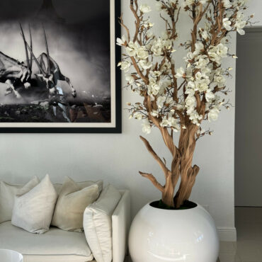 White magnolia tree in 30 glossy white globe planter